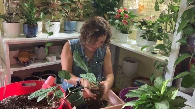 🤩Trasplantando 🪴mi Mostera Peru y una Hoya Australis 🪴🥰🥰 смотреть онлайн