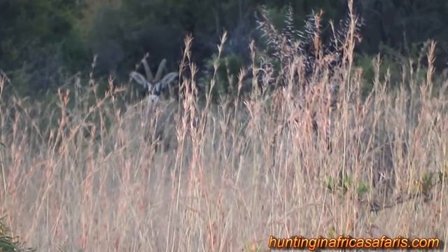 Hunting roan in South Africa смотреть онлайн