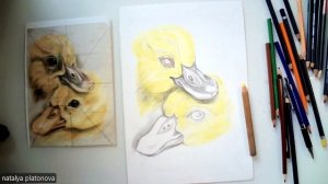 Утята (цветные  карандаши)