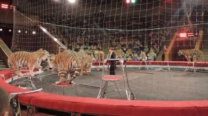 Цирк, тигры, представление. Circus tigers, performance.
