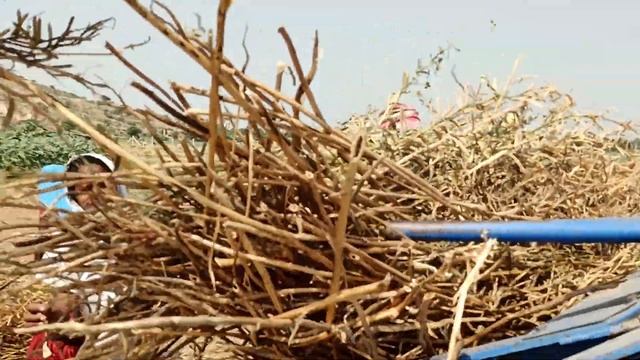 गवार को श्री गणेश थेरेसर में कितनी आसानी से निकाला смотреть онлайн