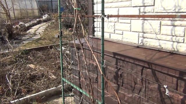 Виноград в апреле. Что с ним делать? смотреть онлайн