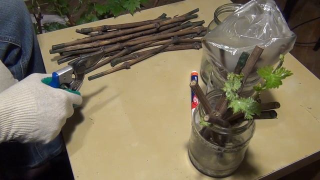 УКОРЕНЕНИЕ ЧЕРЕНКОВ винограда. ПРОСТЫЕ АЛГОРИТМЫ смотреть онлайн