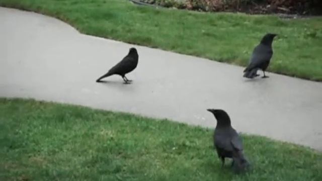 crows in spring смотреть онлайн