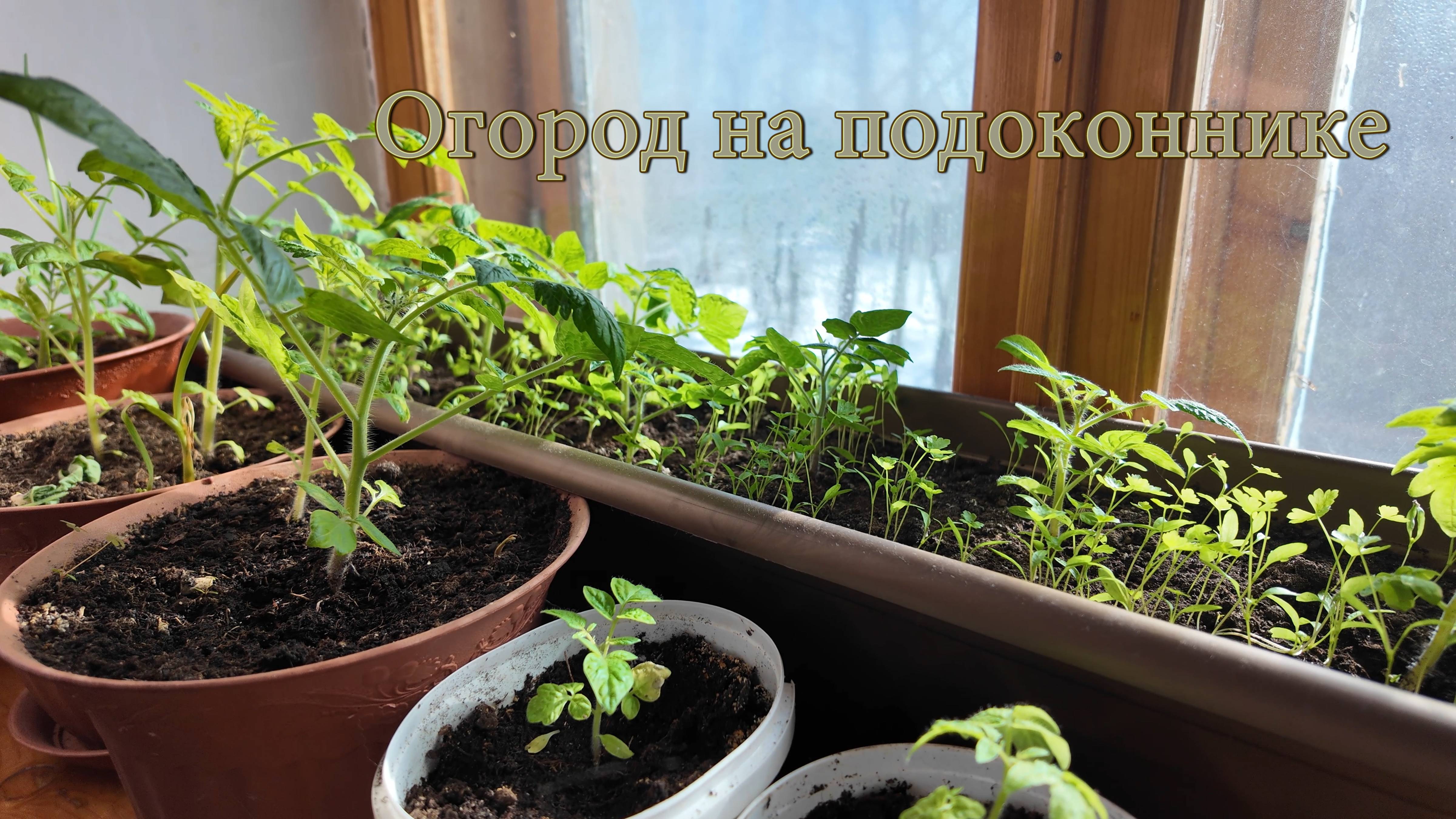 Огород на подоконнике. Помидоры в цветочных горшках. смотреть онлайн