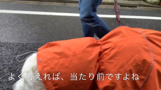 【ピレ・クレア】[訂正動画]実は頭が濡れなかったHurttaのMonsoonCoat【グレートピレニーズ ・2歳2ヶ月】 смотреть онлайн