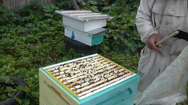 проверка пчёл на агрессивность смотреть онлайн