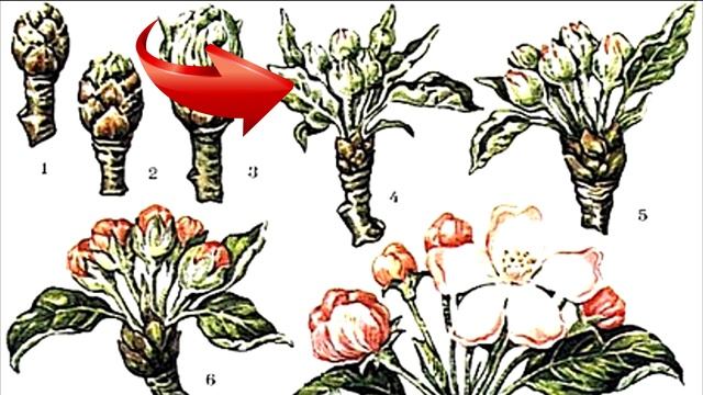 НЕОБХОДИМЫЕ ОБРАБОТКИ САДА и ВИНОГРАДА ВЕСНОЙ смотреть онлайн