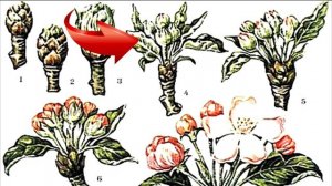 НЕОБХОДИМЫЕ ОБРАБОТКИ САДА и ВИНОГРАДА ВЕСНОЙ