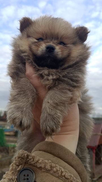 шпиц мальчик #малый#, немецкийшпиц#