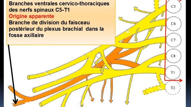 ANATOMIE MS Névrologie Membre thoracique смотреть онлайн