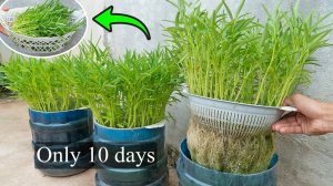 Самый простой метод выращивания китайского шпината на гидропонике в пластиковых бутылках