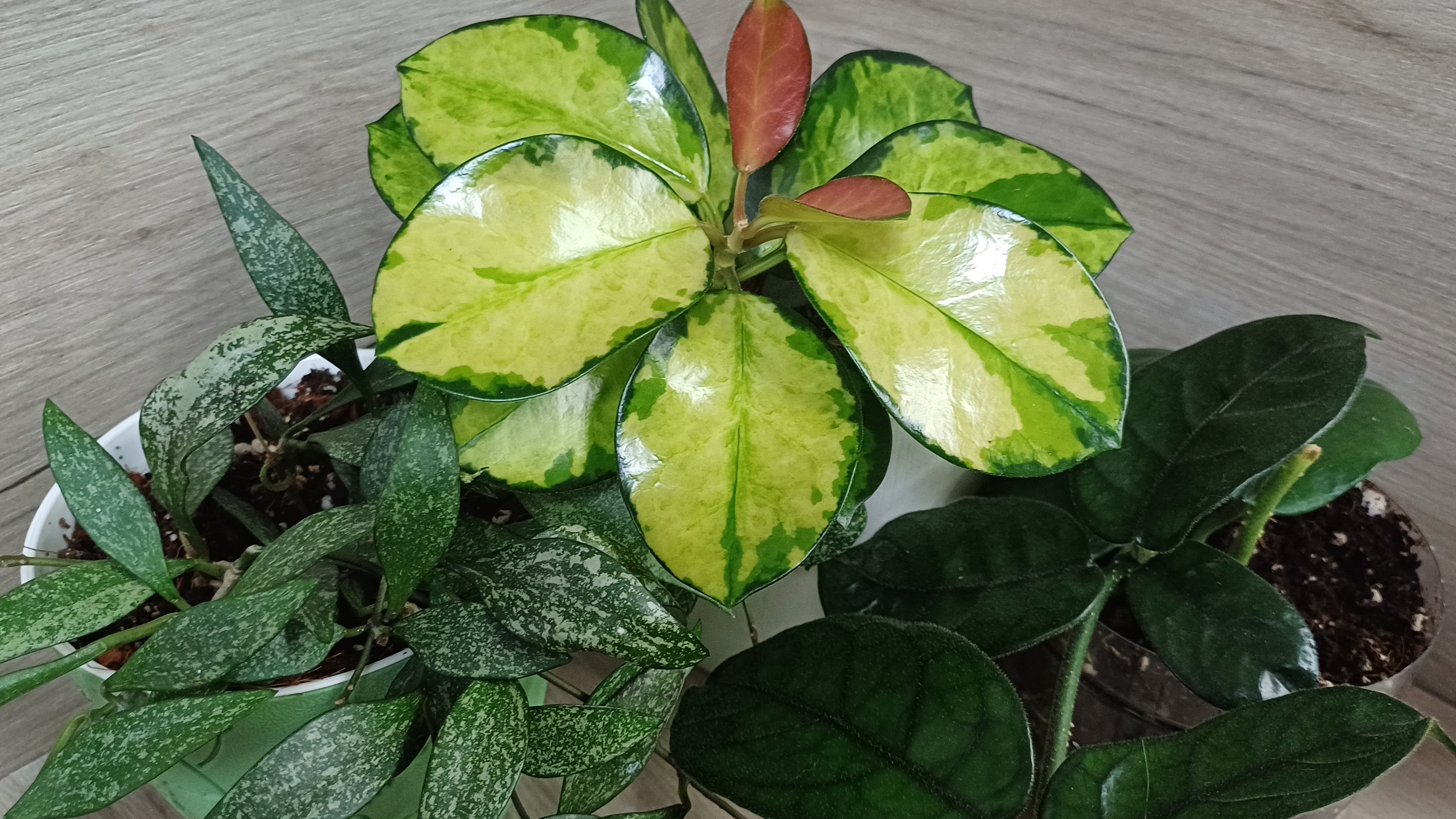 Занимаюсь хойями🌿☀️💕 смотреть онлайн