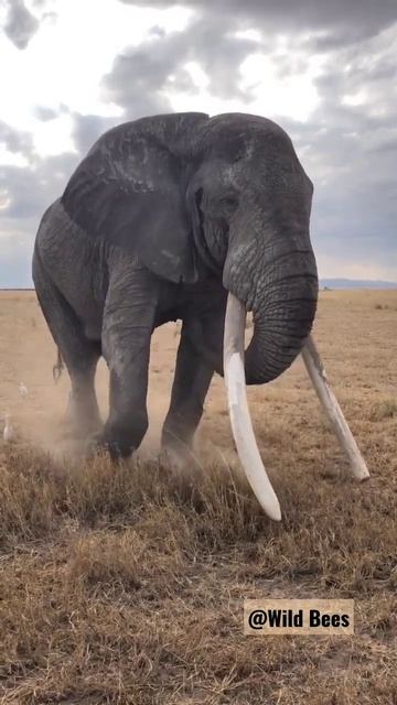 #elephant tusks are elongated incisor teeth that grow continuously throughout an elephant's #life смотреть онлайн