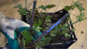 ЛУЧШЕЕ ВРЕМЯ ДЛЯ УКОРЕНЕНИЯ ЧЕРЕНКОВ винограда на Севере