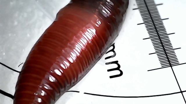 Red wiggler (Eisenia andrei) under the magnifying glass смотреть онлайн