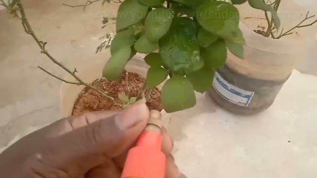 These 3 Natural Ingredients will Make the "non-blooming Rose Plant" bloom more !! смотреть онлайн