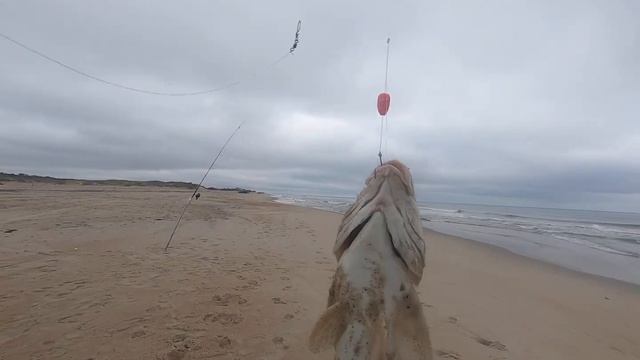 Randy's 2 lb 2 oz Citation Whiting ( the catch) смотреть онлайн