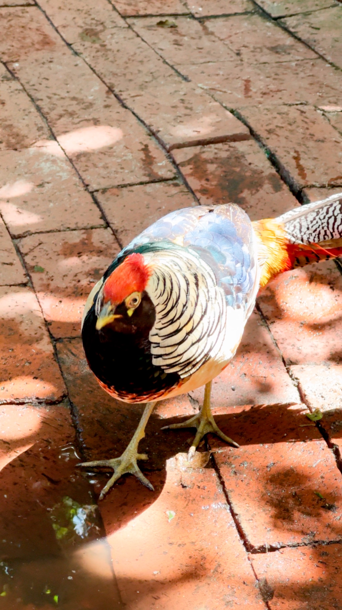 Обыкновенный фазан #ЮАР смотреть онлайн