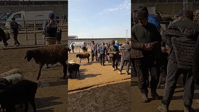 молбозори эшбек саторов