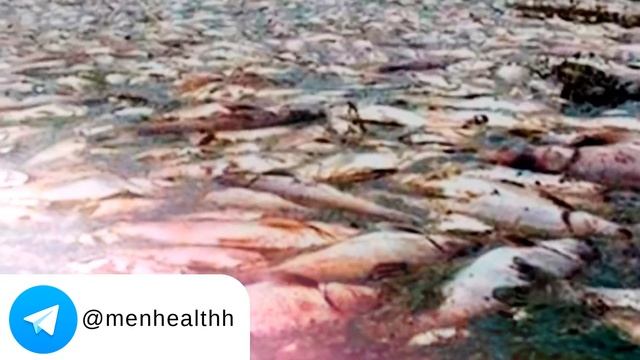➤ Вред рыбы пангасиус ➤ смотреть онлайн