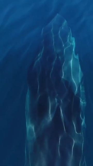 The greyhounds of the sea //🐋e the fastest baleen whales #shorts смотреть онлайн