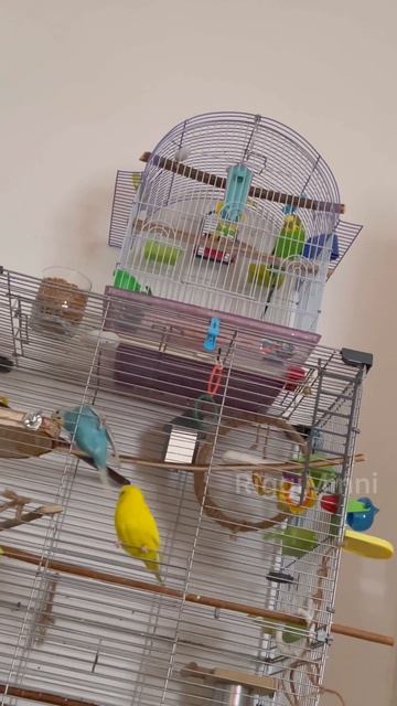 Загнал жену домой 😁 смотреть онлайн