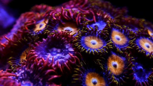 Can You Beat Dinoflagellates by Raising the Tank Temperature? смотреть онлайн