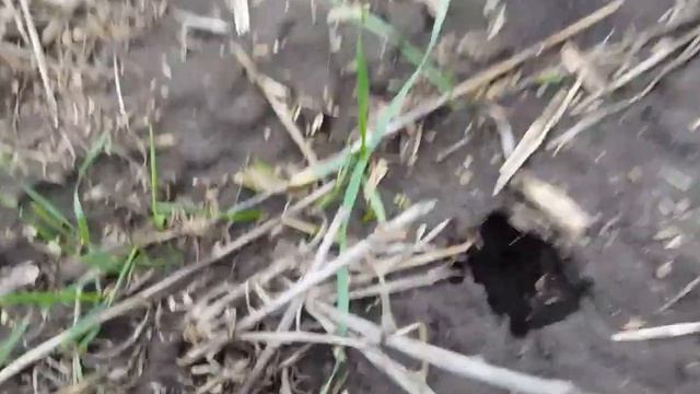 Состояние озимой пшеницы в декабре 2020, по технологии No-till.