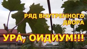 ч.1.  ВИНОГРАД. ГОТОВНОСТЬ К ЗИМЕ. ЧТО и КОГДА будем ДЕЛАТЬ?