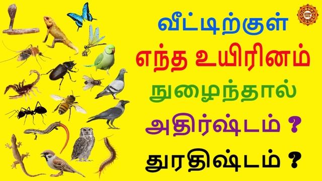 வீட்டிற்குள் எந்த உயிரினம் வந்தால் அதிர்ஷ்டம் ? துரதிஷ்டம் ? смотреть онлайн