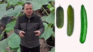 🌞 Огурцы для открытого грунта – какие выбрать для отличного урожая?