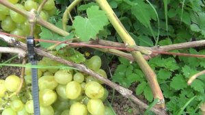 ч 2  СОРТА ВИНОГРАДА созревающие в ПОДМОСКОВЬЕ  2 я серия. Велес, Супер-Экстра, Зарница