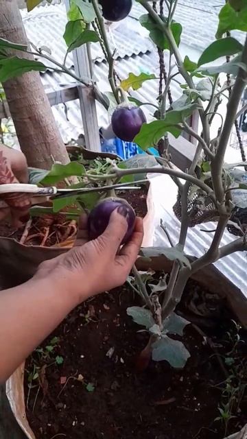 Without Sound 🎶 😌 Video 📹 👌 #footagevers#mychannel#onlymine#growth#harvesting #subscribetomychannel