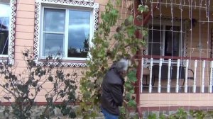 ч 2  Обрезка трехлетних кустов винограда Результаты