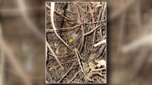 Закладки с гашишем