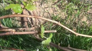 НОРМИРОВКА НАГРУЗКИ НА КУСТЫ ПРОЛОМКОЙ ЛИШНИХ ПОБЕГОВ