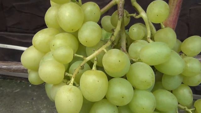 АРКАДИЯ КРАСОТКА. Две любимых девушки смотреть онлайн