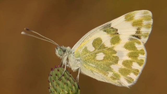 Macrofotografia farfalla Pontia edusa смотреть онлайн