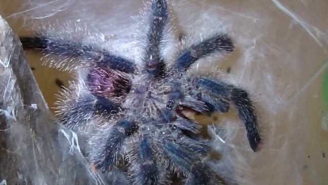 Avicularia huriana смотреть онлайн