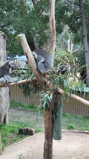 Koala’s #trending #viral #music #indian #india #zoo #foryou #cute #fun #vlog смотреть онлайн