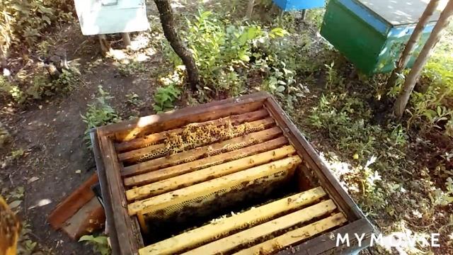 🍯МЁД И ПЧЁЛЫ.БЕЗ РОЗДИЛИТЕЛЬНОЙ РЕШЁТКИ смотреть онлайн