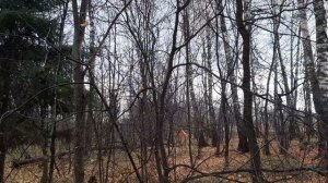 Салтыковский лесопарк 2021г Москва