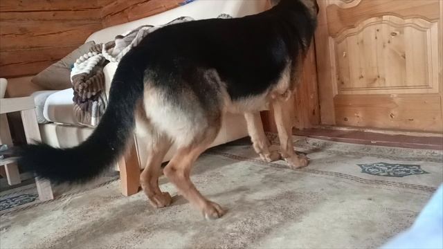 Проверяем Кайласа на вшивость,будет ли слушать и делать,если я его не вижу смотреть онлайн