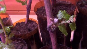 Сохнут верхушки саженцев.  Паниковать?