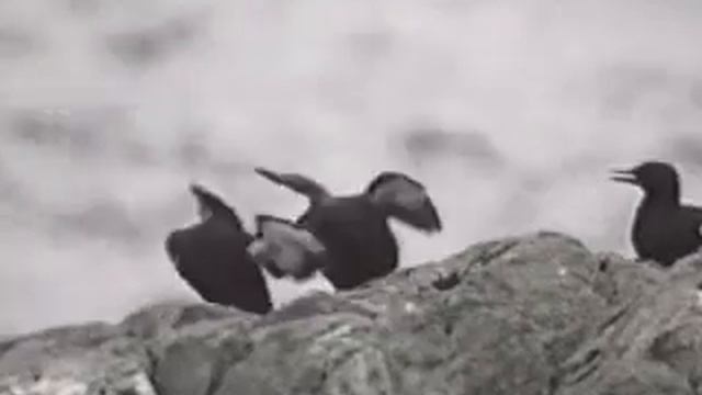 чистик смотреть онлайн