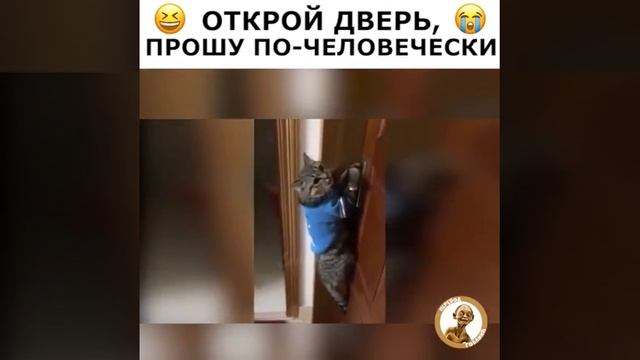 Кот говорит Открой дверь смотреть онлайн