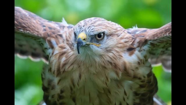 Hawk Sounds | Hawk Sound Effects | Red Tailed Hawk Noises | Hawk Screech | Hawk Calls | No Music