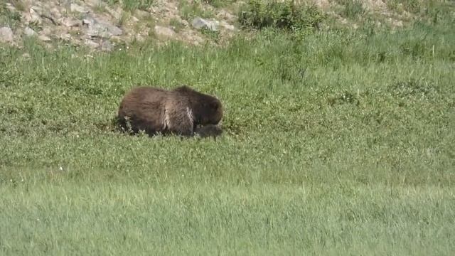 Grizzly Bear Jam! Virtual Yellowstone Tour! смотреть онлайн