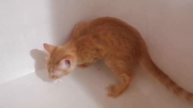 Рыжий кот. Кот который любит воду. смотреть онлайн